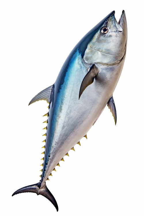 BLUEFIN TUNA